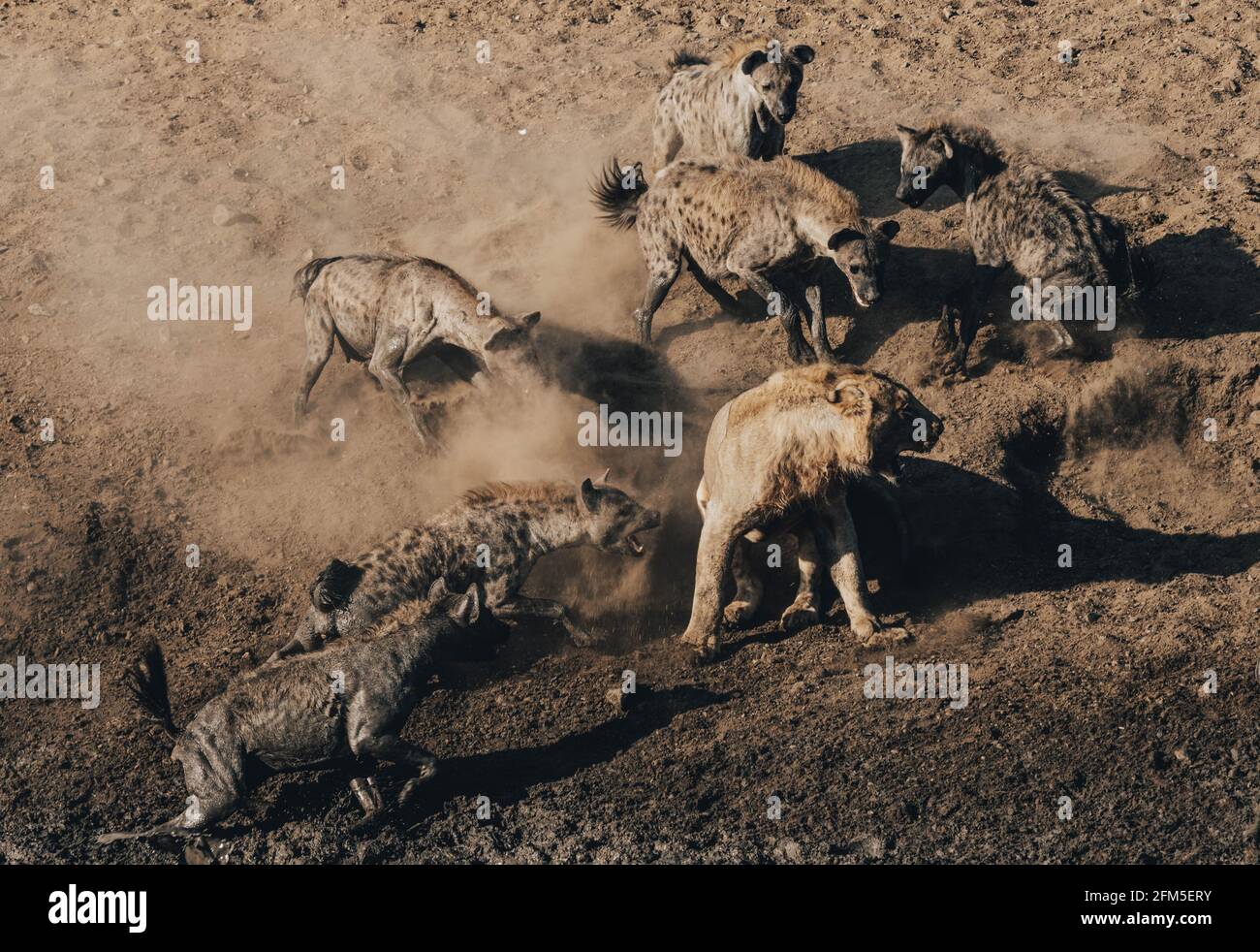 In einem Stadium schlossen sich die Hyänen ein, bevor der Löwe den Spieß drehte und sich zurückkämpfte. KRUGER NATIONAL PARK, SÜDAFRIKA: SEHEN SIE DEN Moment A lio Stockfoto