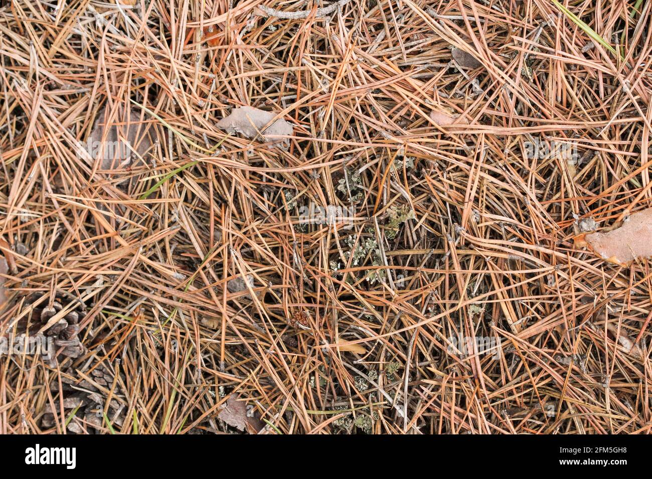 Alte trockene Kiefernnadeln im letzten Jahr auf dem Boden als Hintergrund Stockfoto