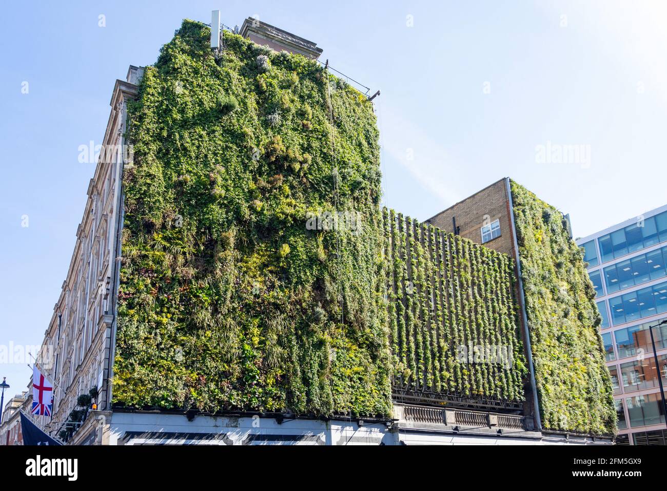 „Living Wall“ an der Seite des Hotels 41, Buckingham Palace Road, City of Westminster, Greater London, England, Vereinigtes Königreich Stockfoto