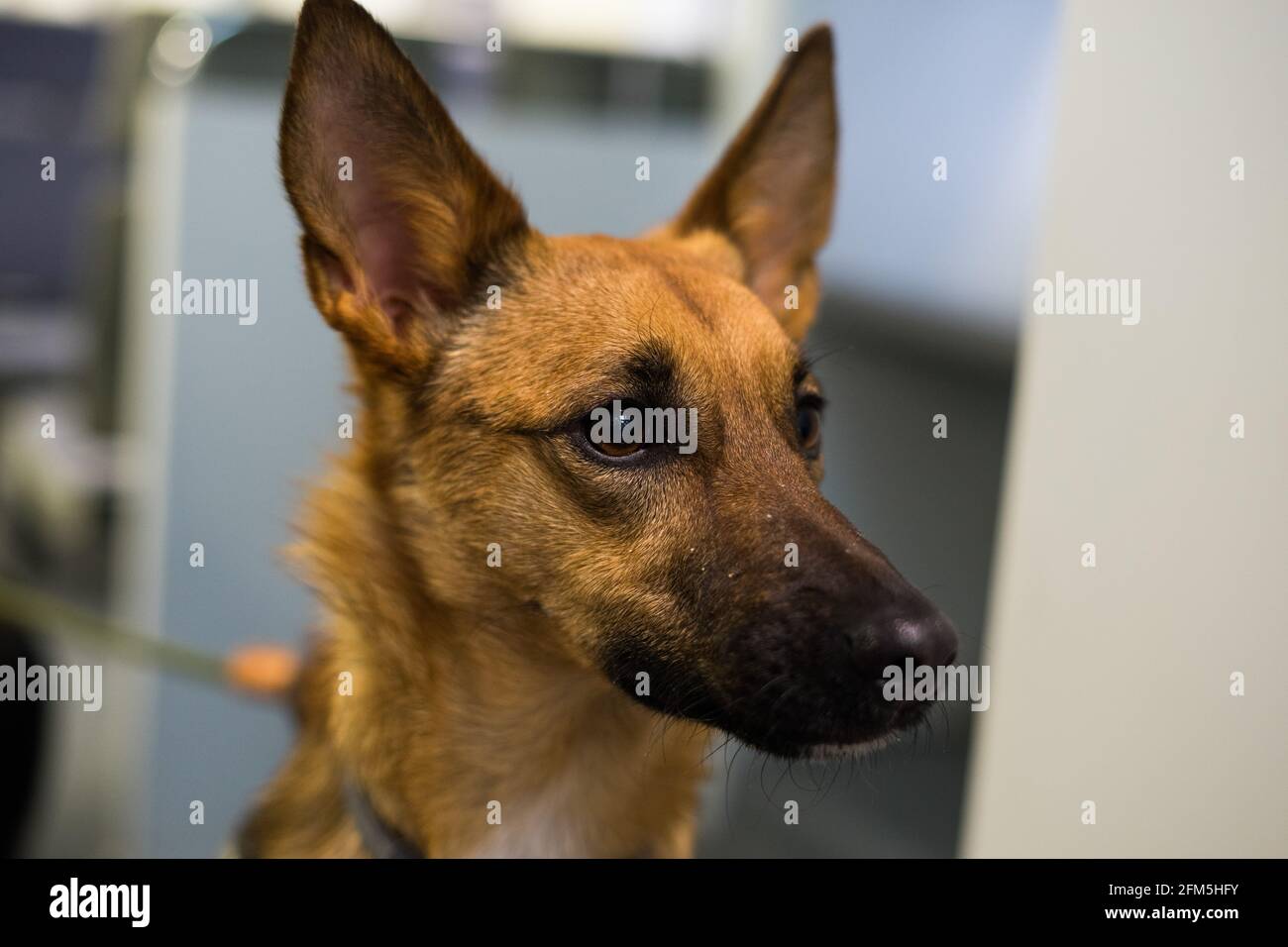 Belgischer Schäferhund Kopf Detail Stockfoto
