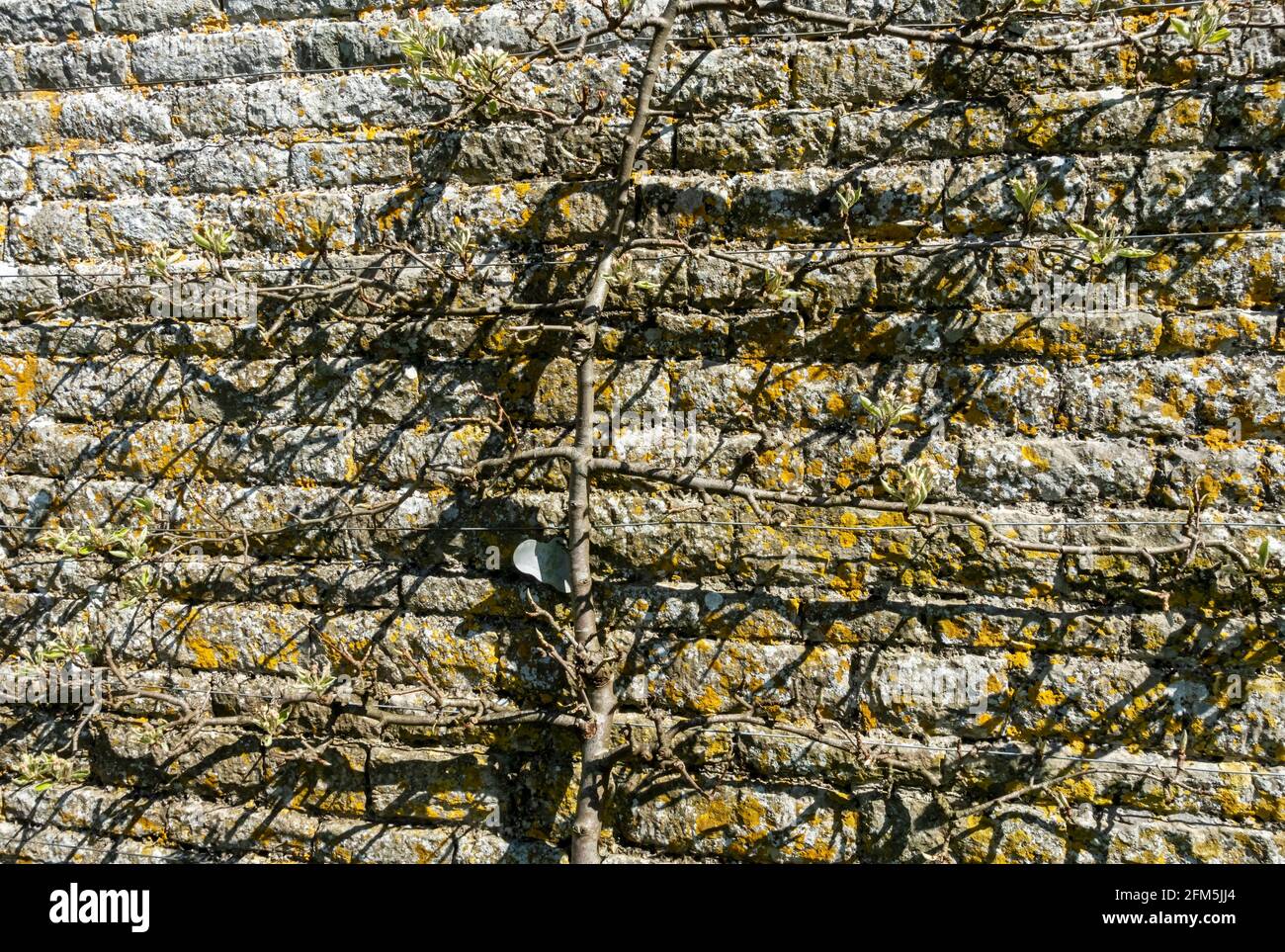 Birnenfruchtbaum Espalier Black Worcester wächst an einer Wand Im Frühjahr England GB Großbritannien GB Großbritannien Stockfoto