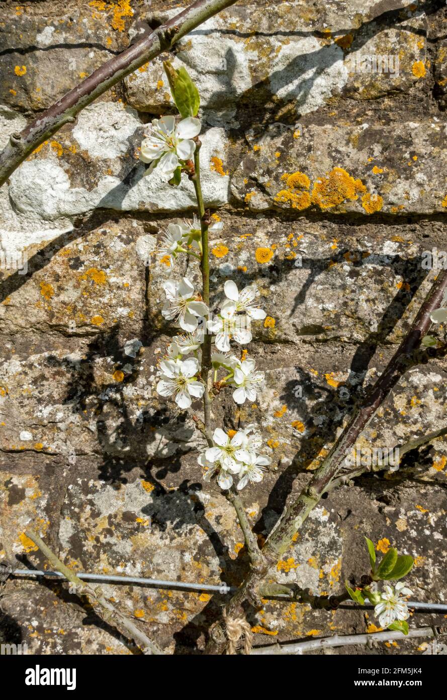 Nahaufnahme von Gage Goldfinch Pflaumenfruchtbaum Blüte Blühende Blumen wachsen gegen eine Wand im Frühjahr England Großbritannien Vereinigtes Königreich Großbritannien Stockfoto