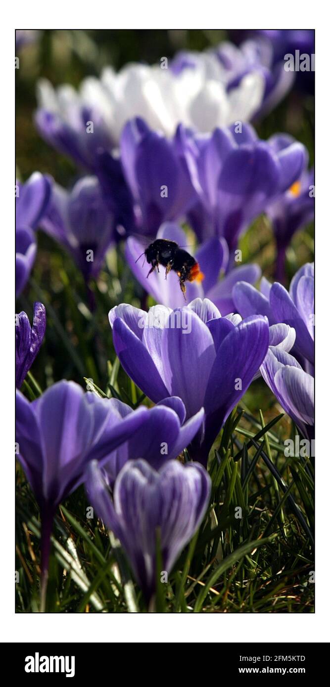 BIRNEN PLATZEN....über 4 Millionen haben sich im Royal Botanic Gardens in Kew durch den Boden gedrückt. Mit dem wärmenden Frühlingswetter sind die Gärten mit früh blühenden Crocus bedeckt. Bild David Sandison 17/3/2005 Stockfoto