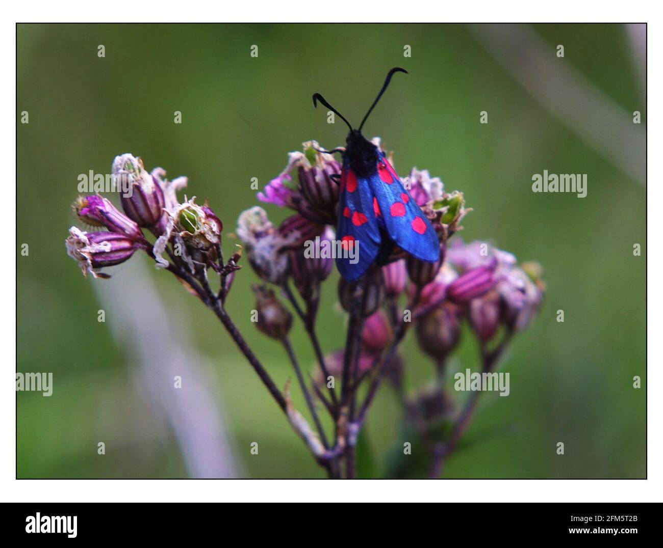 Motten Juni 2001Heutige Wiesen auf dem ehemaligen Flugplatz Blakehill in Wilts. Die Heuwiesen wurden vom Wiltshire Wildlife Trust gekauft. Eine sechs-Punkte-Burnett-Motte auf einer zerlumpten Robin-Blume auf der Wiese Stockfoto