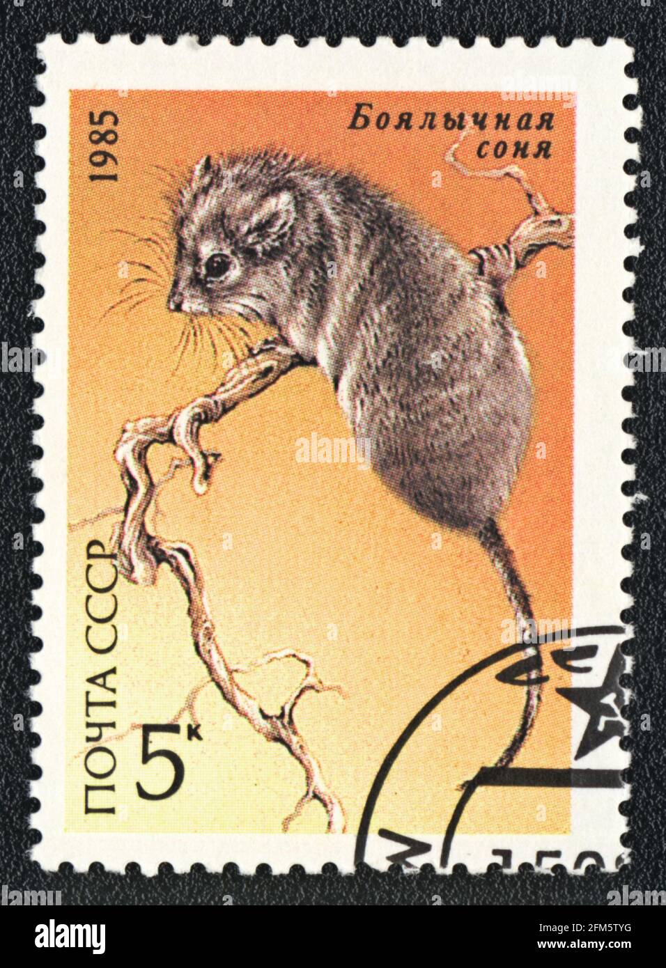 Eine Briefmarke zeigt eine Wüstendormaus, UdSSR, 1985 Stockfoto