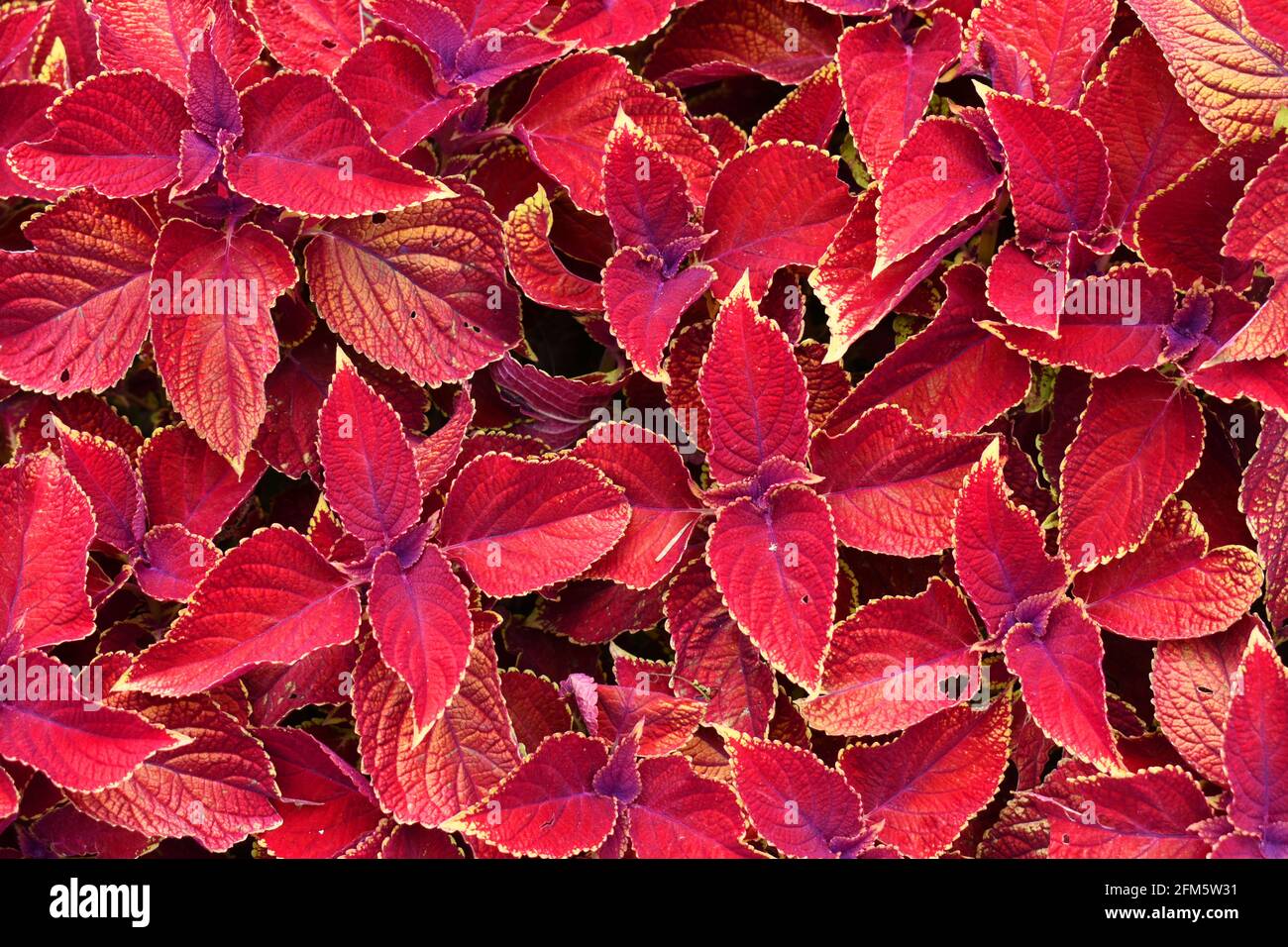 Bemalte Brennnessel (Coleus blumei). Die Art wurde zuerst von Java aus von einem holländischen Gärtner nach Europa eingeführt. Stockfoto