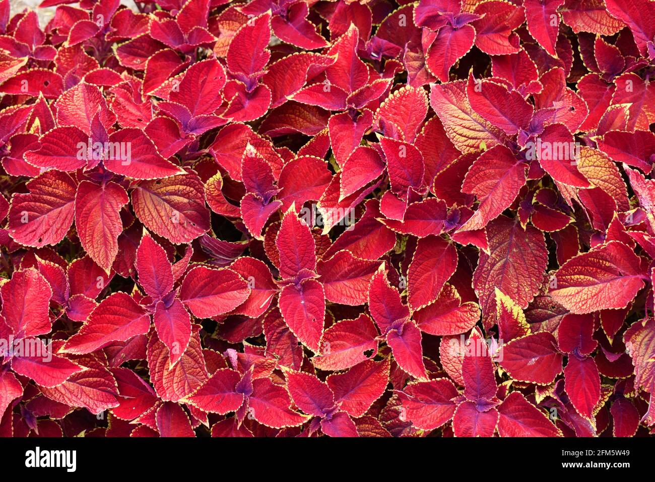 Bemalte Brennnessel (Coleus blumei). Die Art wurde zuerst von Java aus von einem holländischen Gärtner nach Europa eingeführt. Stockfoto