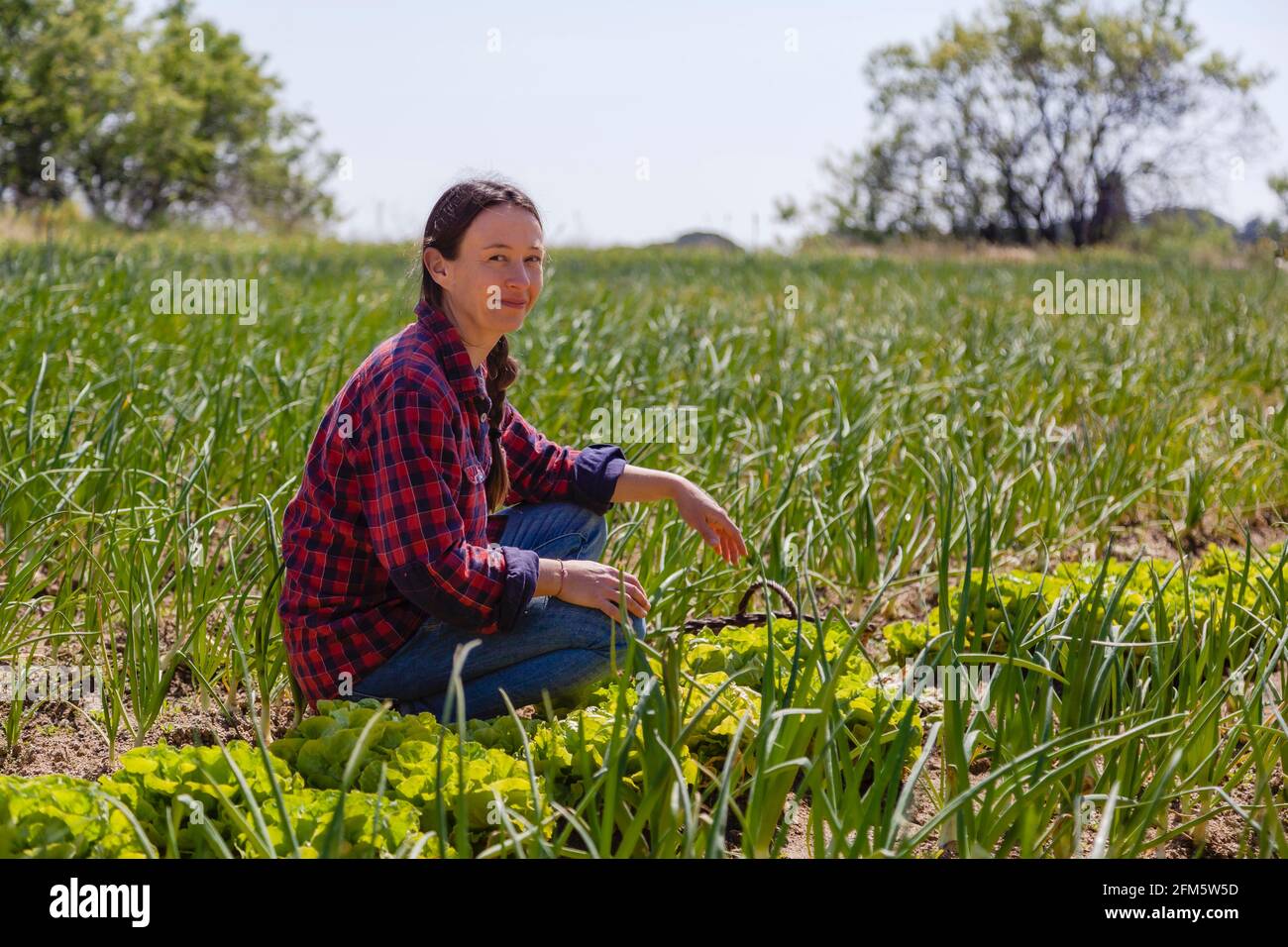 Authentische Frau, die auf einem Bio-Bauernhof arbeitet und Salate auf einem sonnigen Feld pflückt. Konzept: Gesunde Ernährung, natürliche Lebensweise Stockfoto