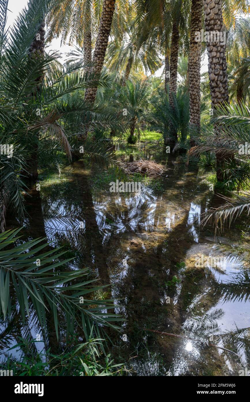 Dattelplantage im alten Dorf Al Hamra. Region Ad Dakhiliyah, Oman. Stockfoto