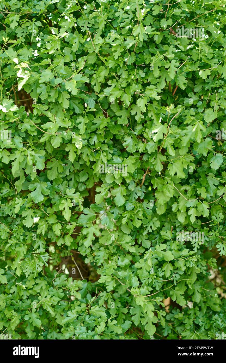Hintergrund der grünen frischen fünf-Zehenblätter gezackte Kanten Stockfoto