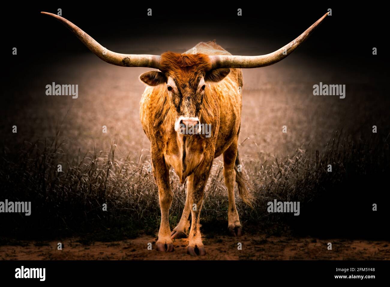 Schöne Texas Longhorn Kuh posiert eine Wiese in der Texas Hill Country Stockfoto