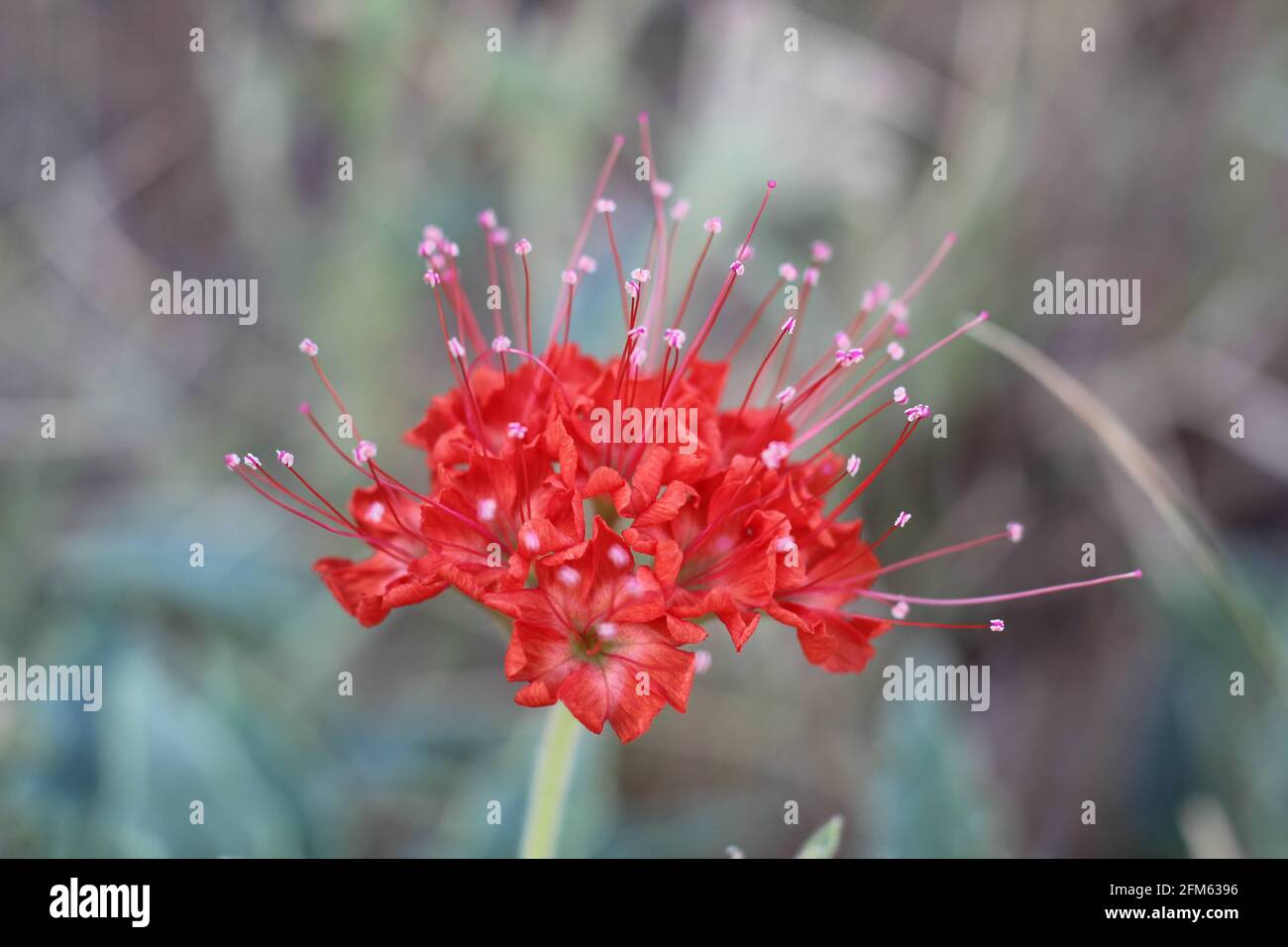 Teufelsstrauß oder scharlachrote Moschusblüte Stockfoto