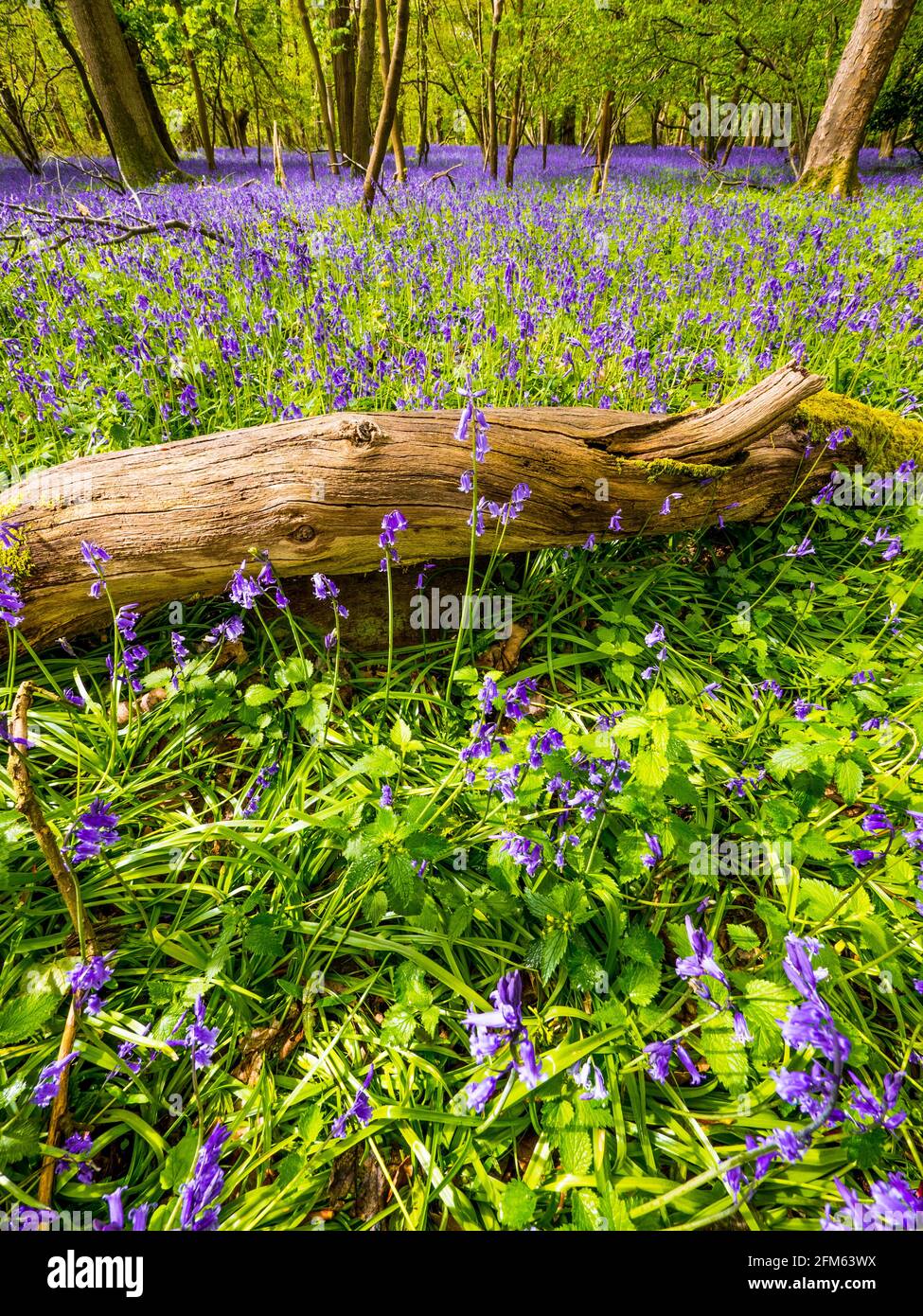 'Hyacinthoides non-scripta' Common Bluebell, Ancient Woodland, The Chilterns, Cempsden Wood, Henley-on-Thames, Oxfordshire, England, Großbritannien, GB. Stockfoto