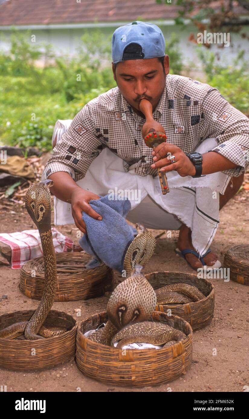 KERALA, INDIEN - Schlangenbeschwörer spielt einen Pongi mit defanged Cobras. Stockfoto