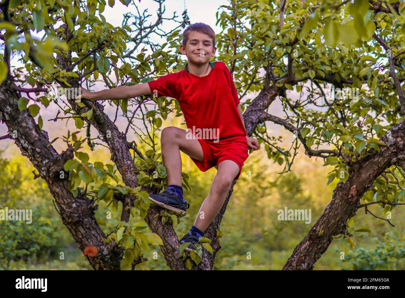 Der glückliche kleine Junge in roten Shorts auf einem Apfel Baum und halte die Zweige in einem Obstgarten fest An einem sonnigen Frühlingstag Stockfoto