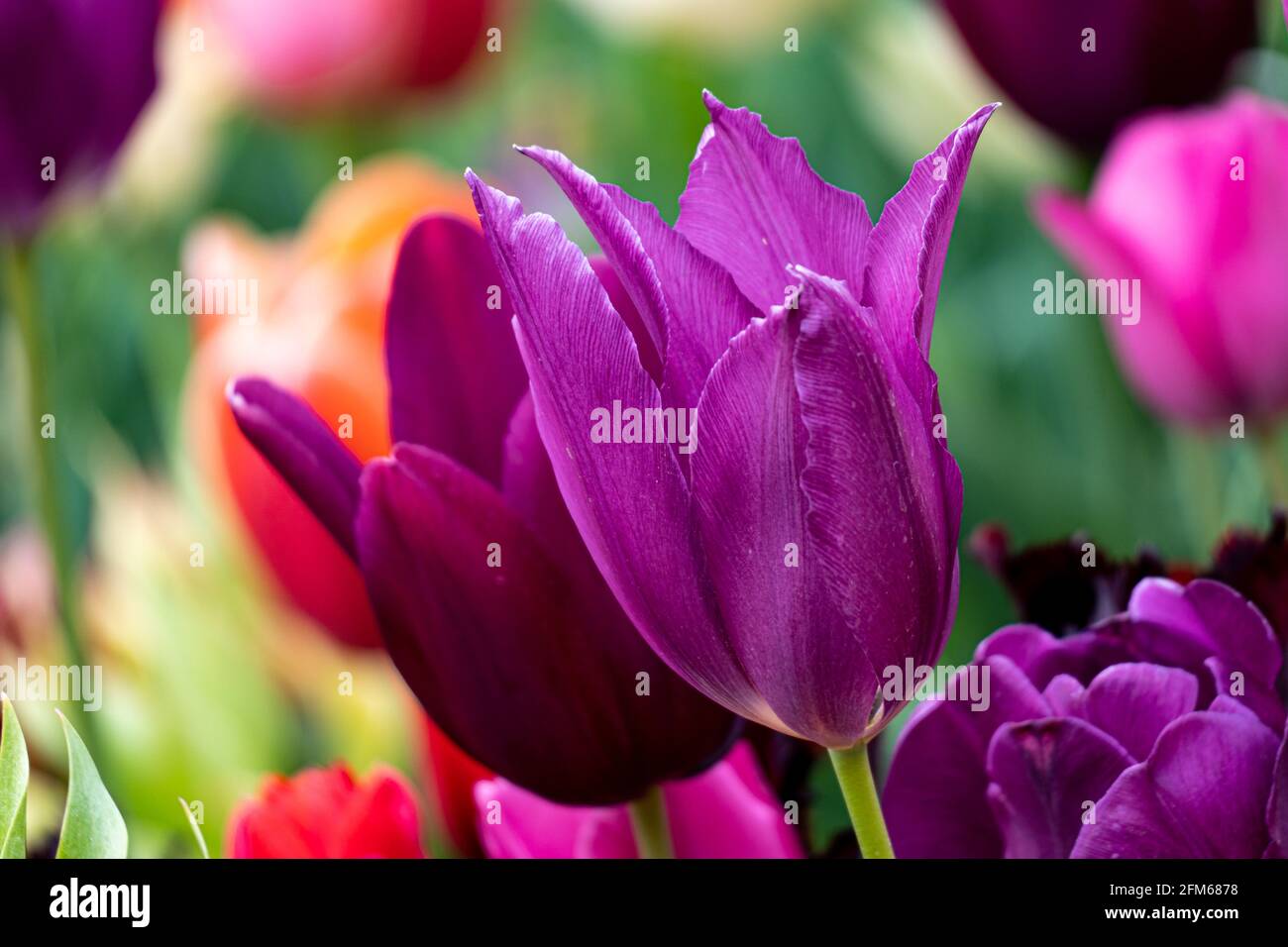 Weicher Fokus von violetten Tulpen, die in einem Park blühen Frühling Stockfoto