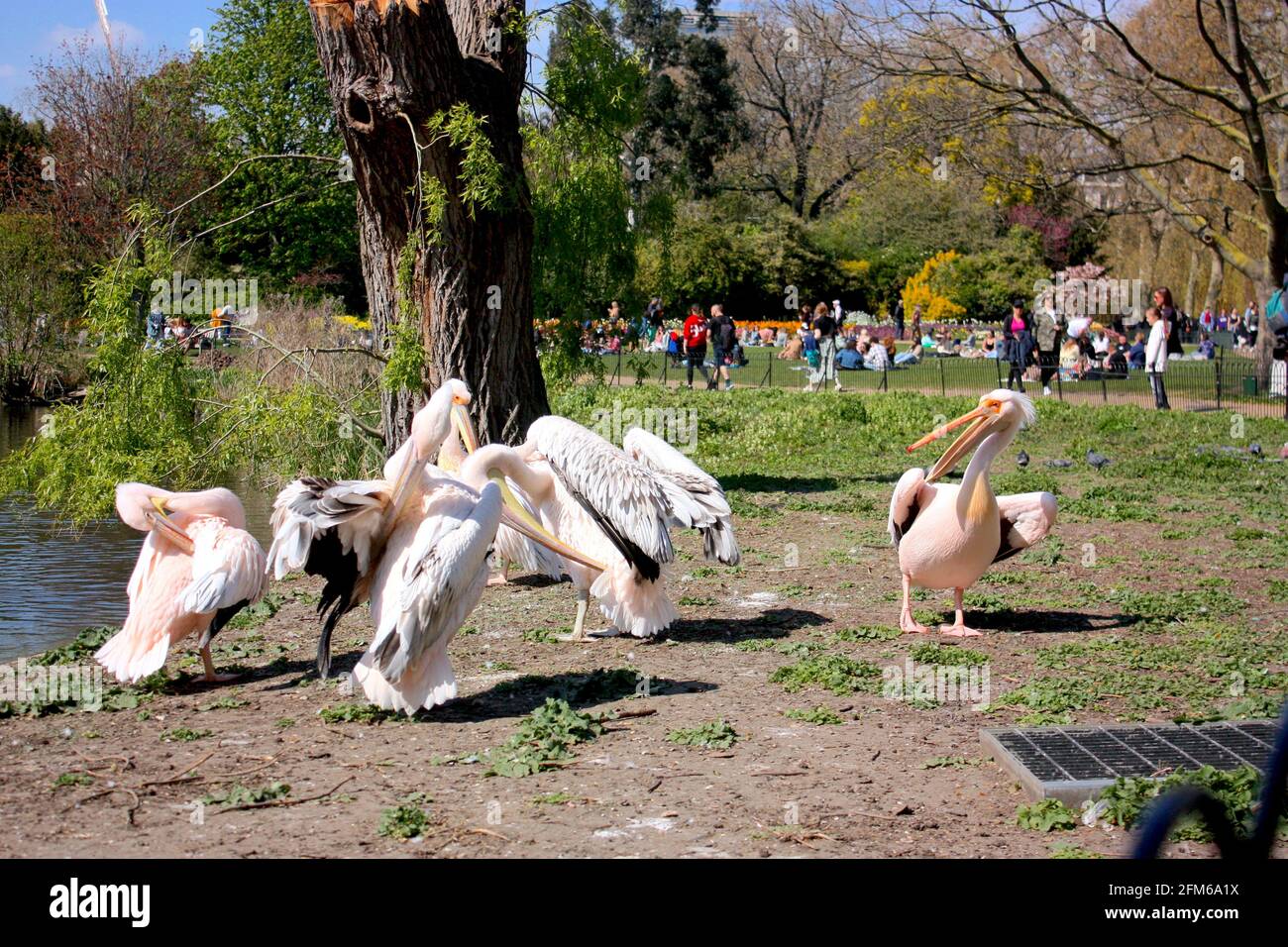 Rosa Pelikane im St James' Park, London Stockfoto
