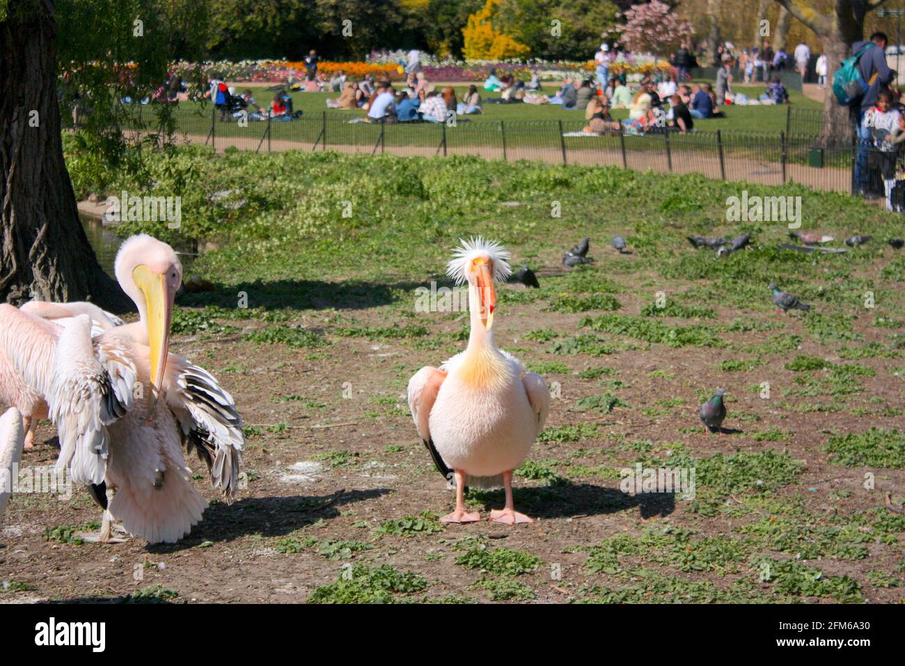 Rosa Pelikane im St James' Park, London Stockfoto