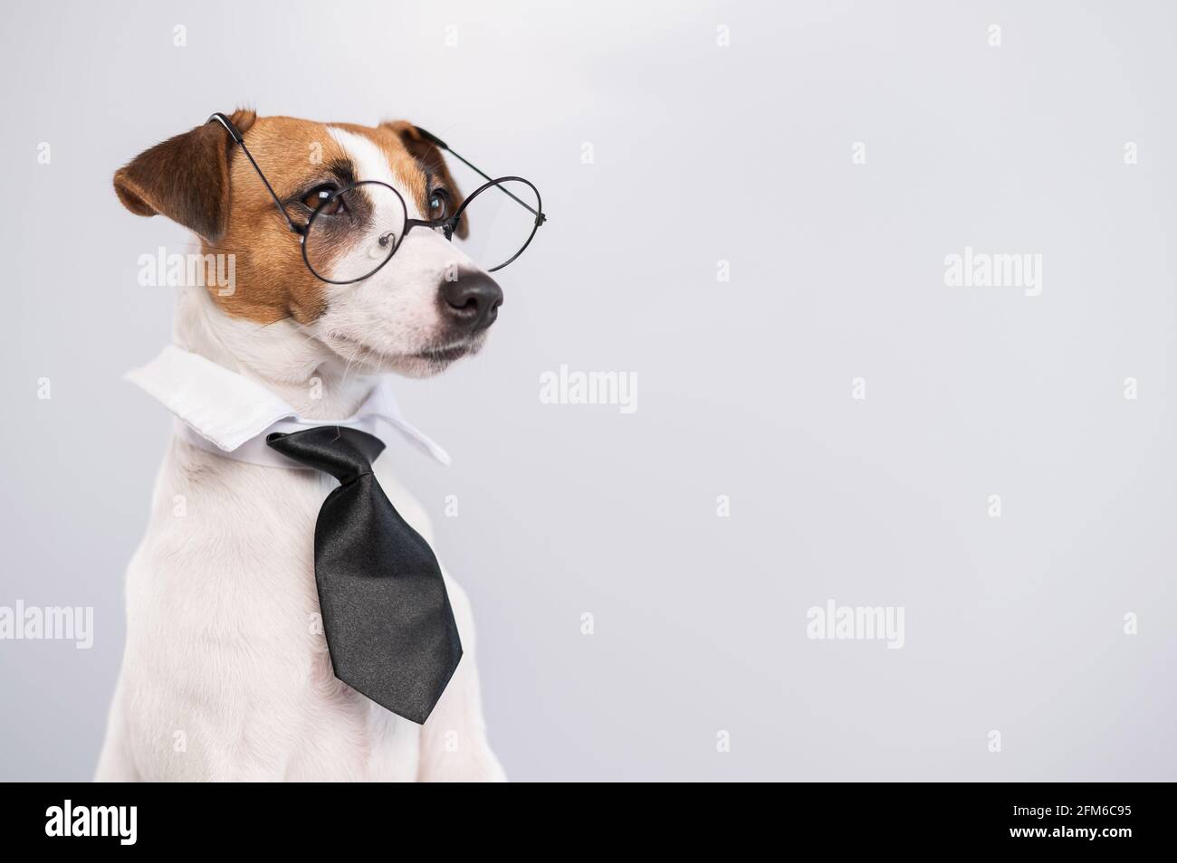Jack russell Terrier Hund mit Brille und Krawatte auf weißem Hintergrund.  Speicherplatz kopieren Stockfotografie - Alamy