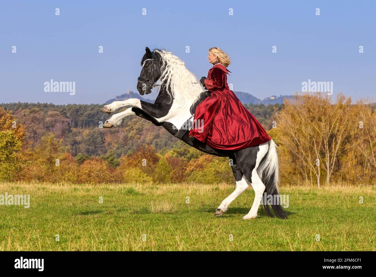 Frauen, die auf einem aufzuchtenden Pferd sitzen, einem schwarz-weißen Tobiano gemustert, auf einer grünen Wiese im Herbst, Deutschland Stockfoto