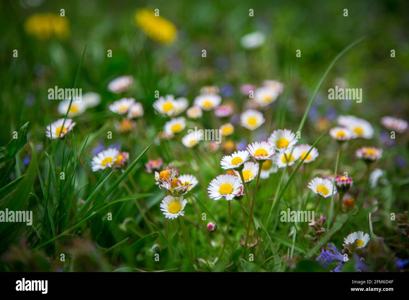 Gänseblümchen, gowan, weiße kleine Frühlingsblumen (Bellis perennis) Stockfoto