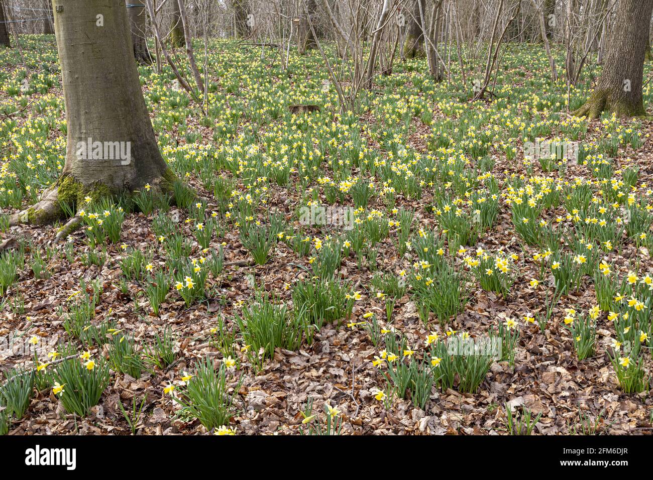 Wilde Narzissen (Narcissus pseudonarcissus) im Frühjahr in Betty DAWs Wood bei Four Oaks, in der Nähe von Kempley, Gloucestershire, Großbritannien Stockfoto