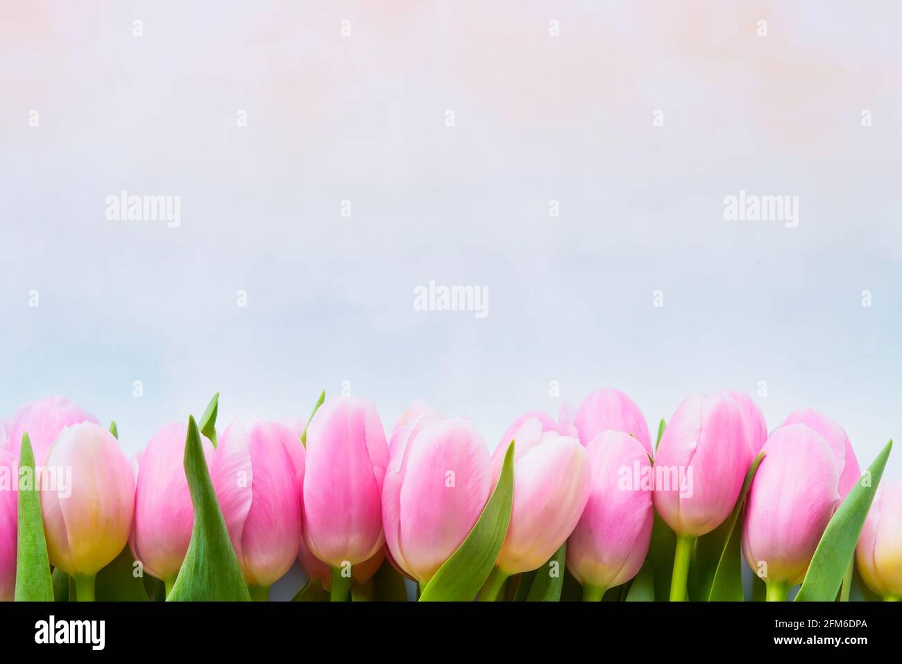Rand von rosa Tulpenblüten auf einem pastellfarbenen Hintergrund, selektiver Fokus. Muttertag, Bachelorette, Geburtstagsfeier Konzept. Draufsicht, Kopierbereich Stockfoto