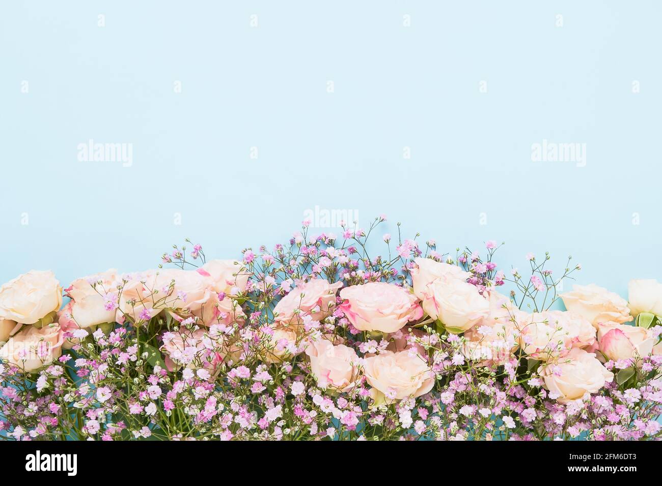 Rosa Rosen und Gypsophila-Blüten umrandet auf hellblauem Hintergrund, selektiver Fokus. Muttertag, Geburtstagsfeier Konzept. Draufsicht, Kopierbereich Stockfoto