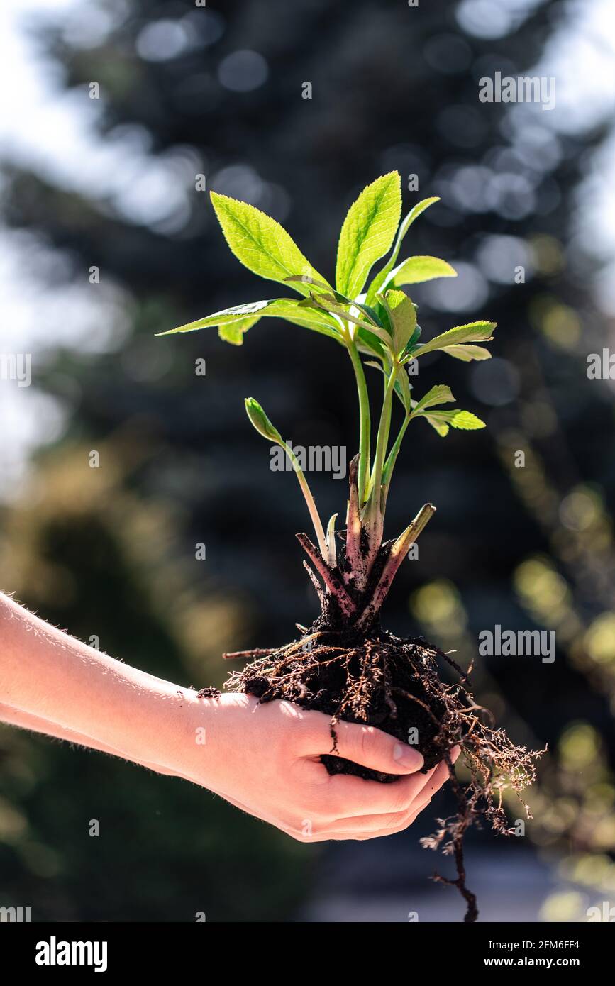 Kinderhände halten grüne Pflanze auf unscharfem, sonnenbeschienenen Hintergrund. Stockfoto
