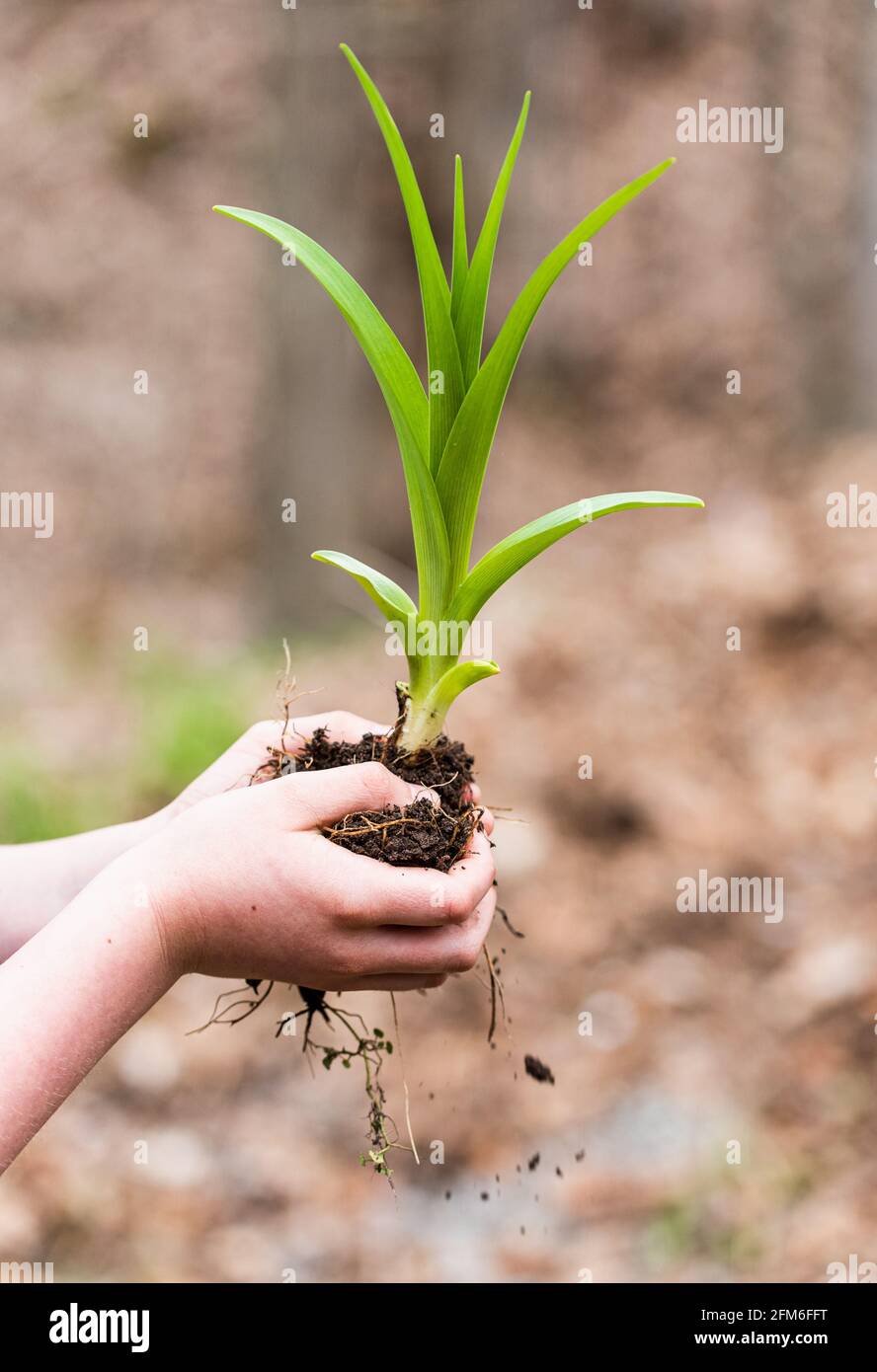 Kinderhände halten grüne Pflanze auf unscharfem Hintergrund im Freien. Stockfoto