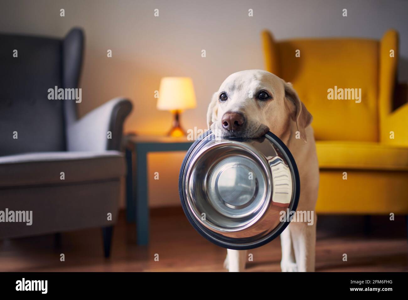 Hungriger Hund mit traurigen Augen wartet zu Hause auf die Fütterung. Der süße labrador Retriever hält eine Hundeschale in seinem Mund. Stockfoto
