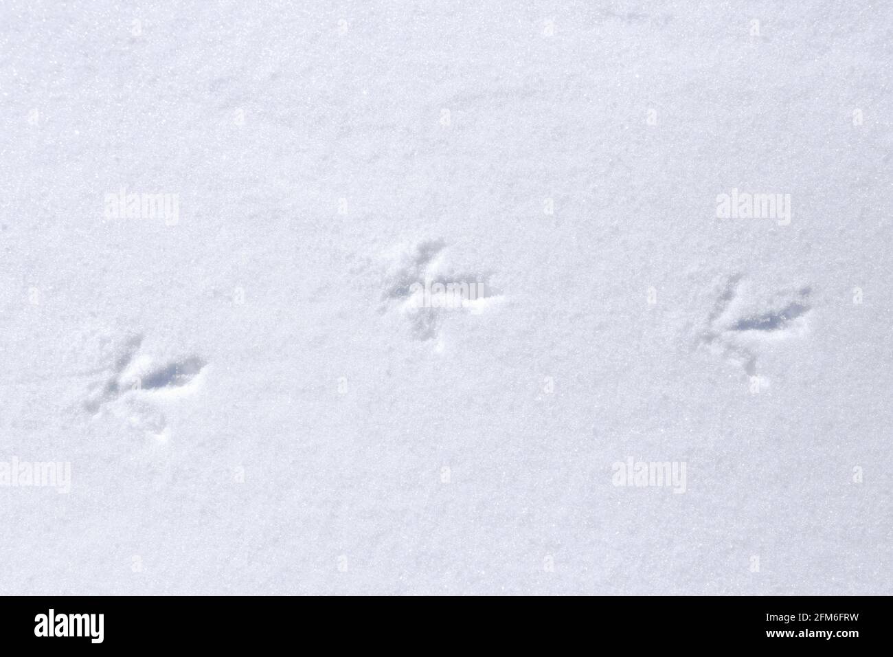 Felsenptarmigan (Lagopus muta / Lagopus mutus) Spuren/Fußabdrücke im Schnee im Winter Stockfoto