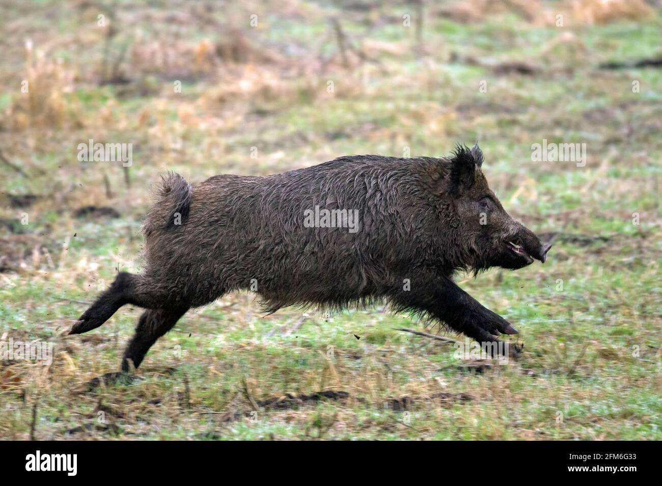 Gejagter Wildschwein (Sus scrofa) Während des Battues über das Feld laufen/fliehen Stockfoto