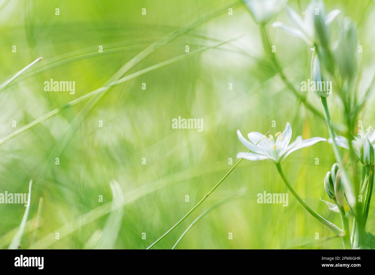 Ornithogalum umbellatum natürlichen Hintergrund in hellgrünen Farben mit Platz Für Nahaufnahme-Makro Stockfoto