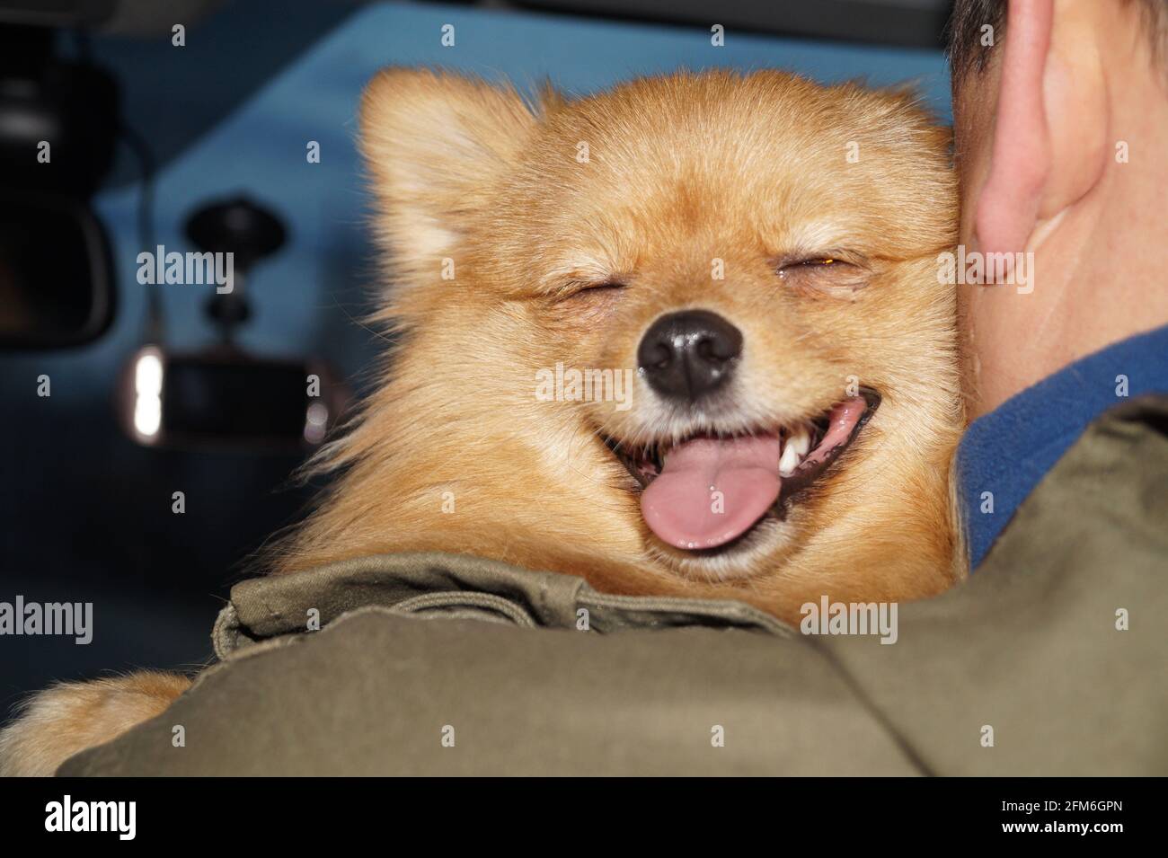 Der müde Pommern schlief auf der Schulter seines Meisters ein Stockfoto