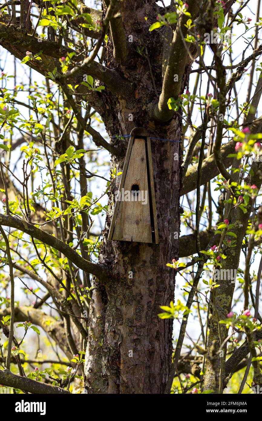 Ein dreieckiges, selbstgemachtes Vogelhaus aus Holz wurde im Frühling an einen Apfelbaum genagelt. Das Loch der montierten nächsten Box ist sichtbar, bereit, einige Vögel zu schützen Stockfoto