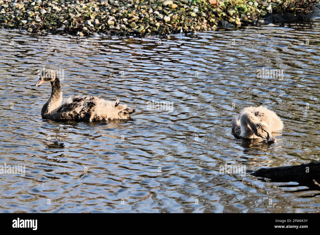 Ein Blick auf einen schwarzen Schwan bei Martin Mere Nature Reservieren Stockfoto