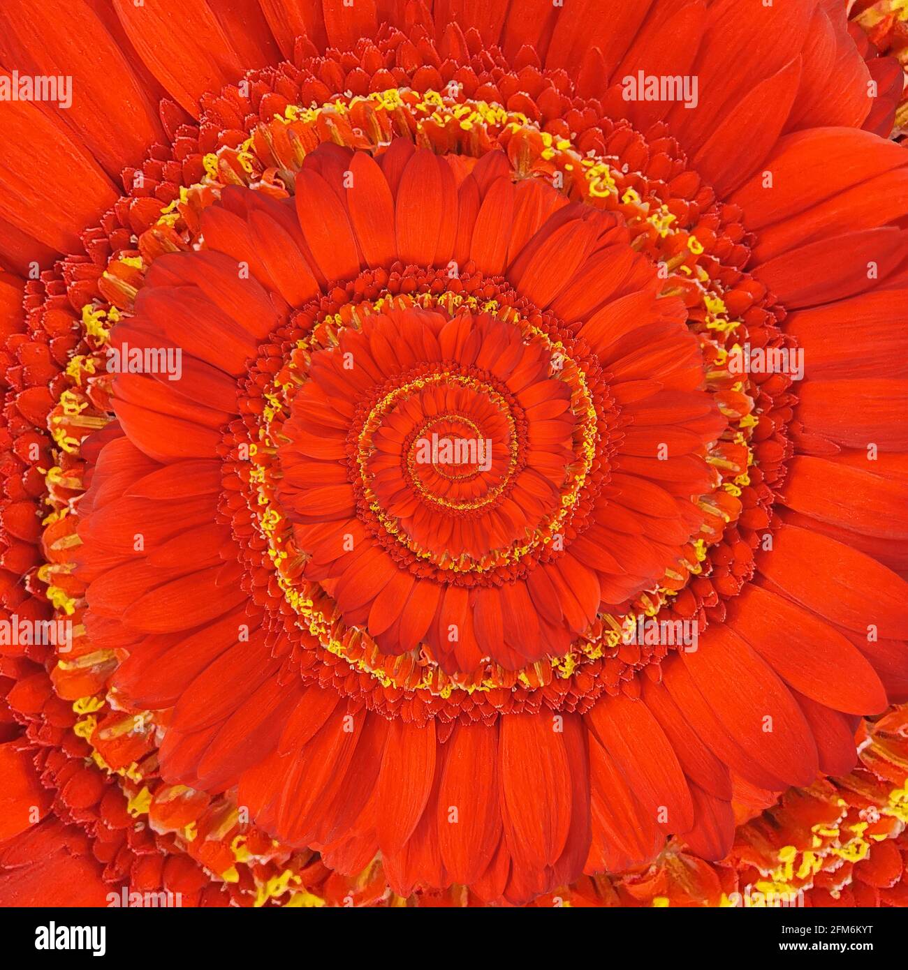 Die roten Blütenblätter einer Gerbera Daisy bilden eine unendliche Spirale Stockfoto