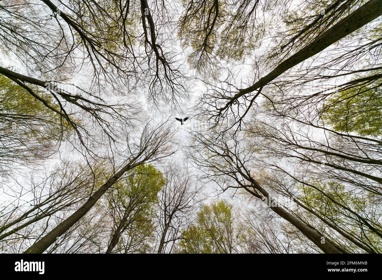 In einem Wald, in dem ein Vogel hoch fliegt, in den Himmel schauen. Stockfoto