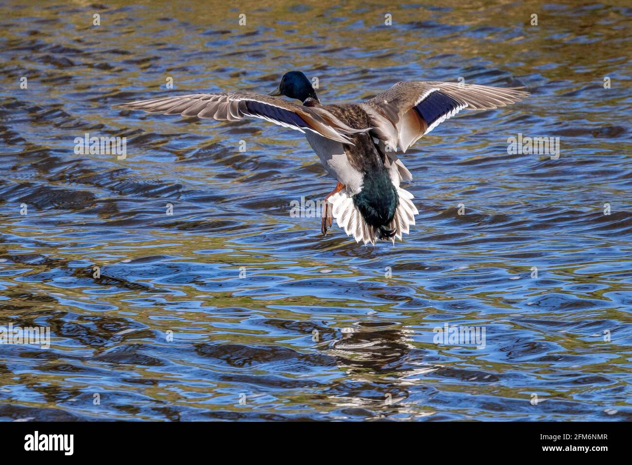 Wildlife: Männliche Stockente (Anas platyrhynchos) von hinten gesehen, während sie auf dem Wasser an Land kommt, River Wharfe, Yorkshire Stockfoto
