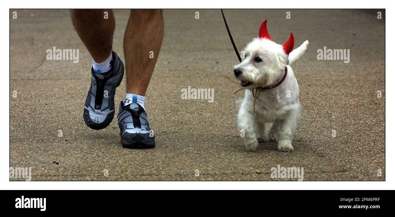 Ein Hund mit den Hörnern des Teufels auf EINEM Teilnehmer in The Walk for Life AIDS Charity in London Stockfoto