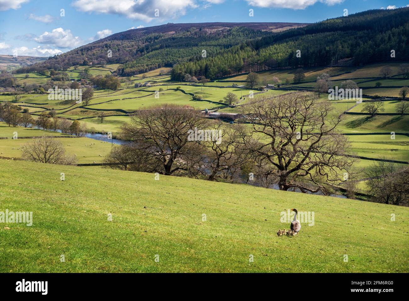 Britische Tierwelt: Frühlingsbild der Yorkshire Dales in der Nähe von Burnsall mit einer Graugans und Gänsen, die nach dem Einführen in Richtung Fluss laufen Stockfoto