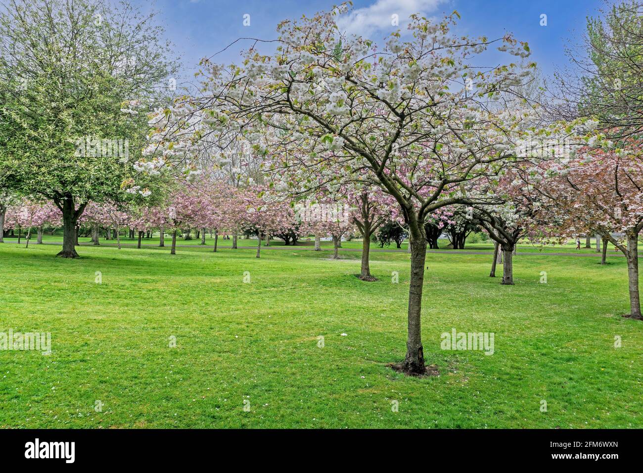 Eine Parklandschaft voller Kirschbäume in voller Blüte und in verschiedenen Farben und Schattierungen. Stockfoto