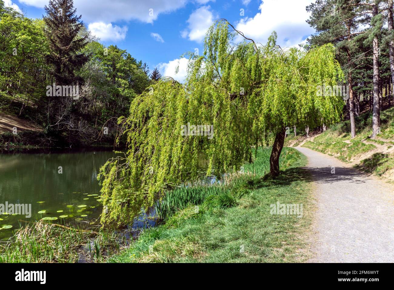 Ein junger weinender Weidenbaum, Salix Babylonica Pendula, im Gebiet Furry Glen im Phoenix Park in Dublin. Stockfoto