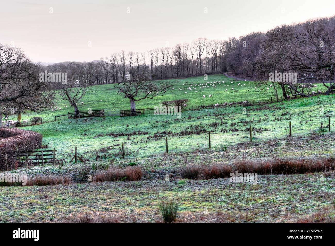 Frost bedeckt Felder in der Britischen Landschaft am frühen Morgen, bevor die Sonne in West Sussex, England, Großbritannien steigt. Stockfoto