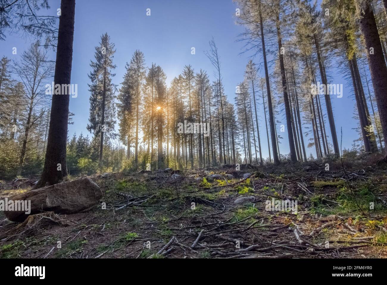 Reihe gefrorener Tannen mit Wintersonne, im Simonswald, im Schwarzwald, Südwestdeutschland Stockfoto