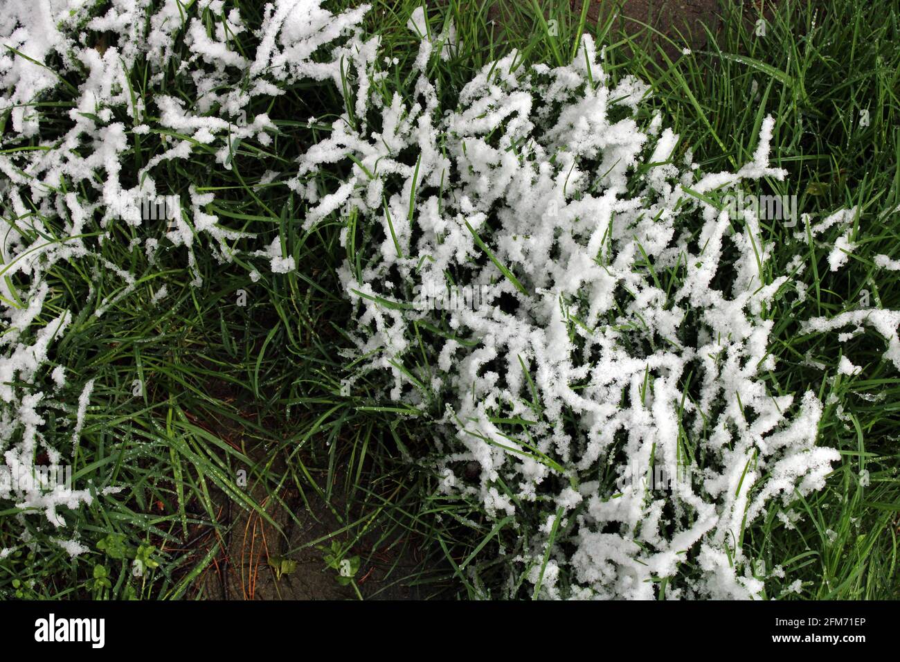 Frühling Wetterwechsel mit Schnee im April in der Umgebung von Zagreb, Kroatien Stockfoto