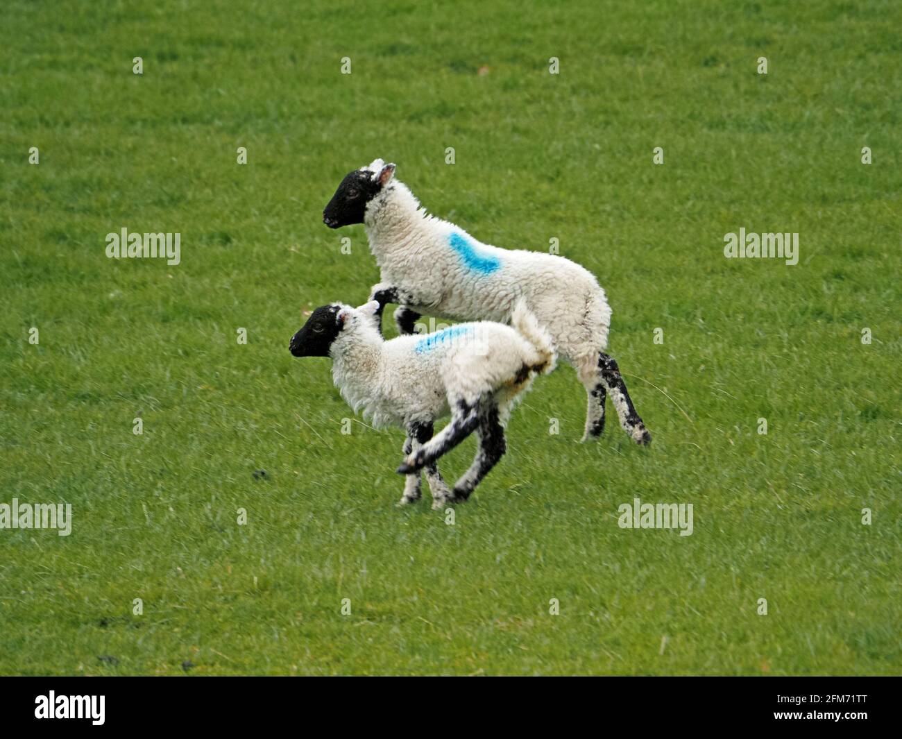 Zwei überschwängliche, schwarz gesichtige, weiße Frühlingslammgeschwister mit blauer Farbmarkierung laden sich in Cumbria, England, auf einem Feld grünen Grases auf Stockfoto