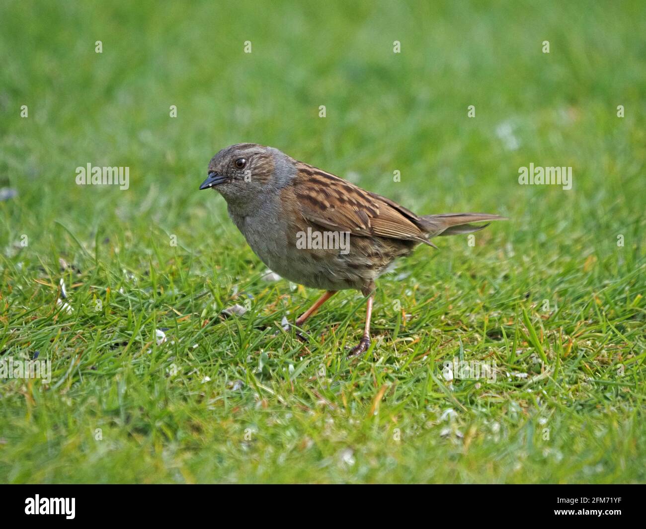Dunnock, Heckensparrow oder Heckenwaldsänger (Prunella modularis) - überhaupt kein Sperling, sondern ein Akzent - auf Grashalmen in Cumbria Garden, England, Großbritannien Stockfoto