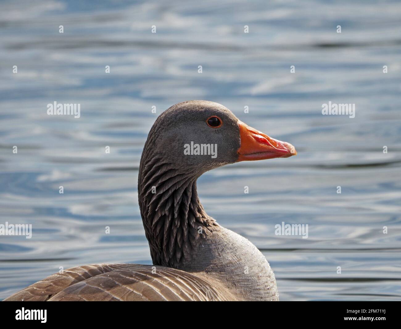 Profil Kopf & Schultern Porträt einer alleinerziehenden Greylag Goose (Anser anser) mit gewelltem Wasserhintergrund im Country Park in der Nähe von Glasgow, Schottland, Großbritannien Stockfoto